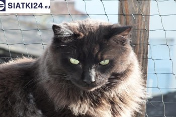 Siatki Grodzisk Mazowiecki - Zabezpieczenie balkonu siatką - Kocia siatka - bezpieczny kot dla terenów Grodziska Mazowieckiego